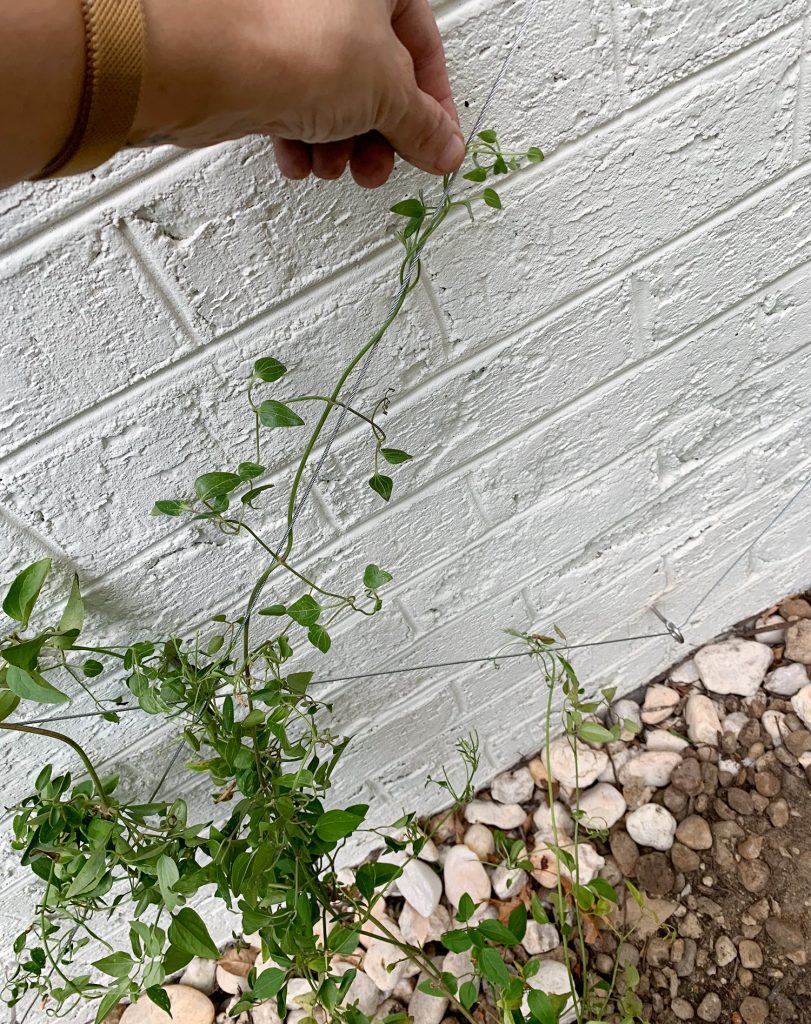 Sherry Looping Clematis Vine Around Wire Trellis